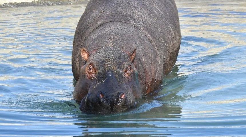 Berlin&rsquo;de Doğan Su Aygırı Max, İzmirli Oldu