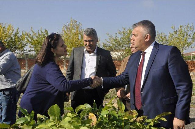 Üreticilere Zeytin Ve Badem Fidanı Desteği