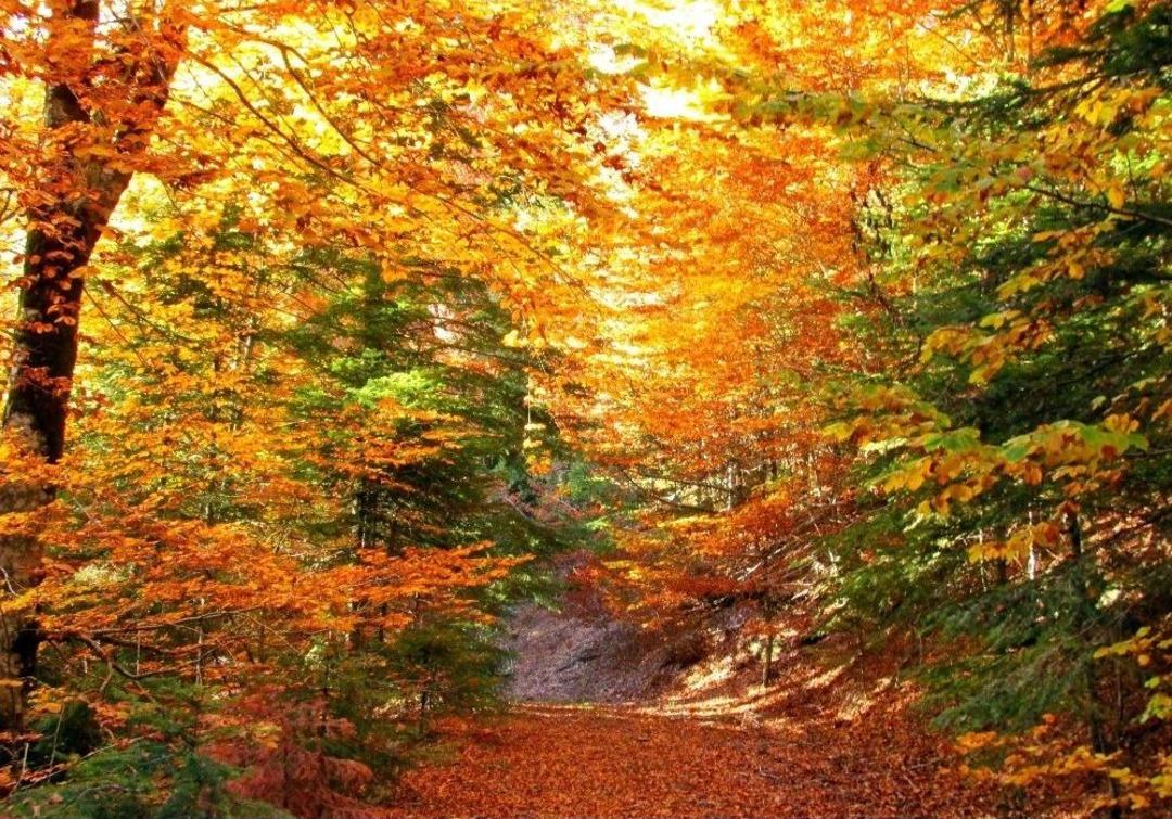 (&ouml;zel Haber) Kazdağları&rsquo;nda Kırmızı Ve Sarının G&ouml;rsel Ş&ouml;leni