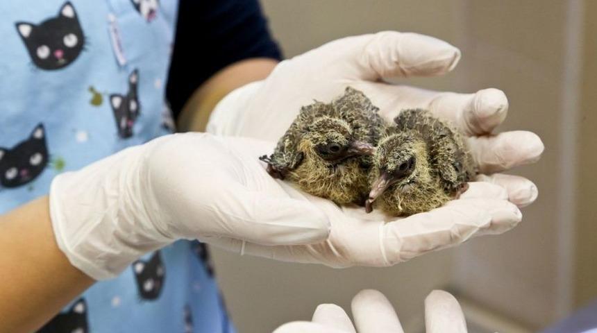 Yavru Kumrulara Belediye Sahip &Ccedil;ıktı