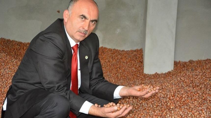 T&uuml;rkiye&rsquo;de 2017&rsquo;de 600 Bin Ton Fındık &Uuml;retimi Ger&ccedil;ekleşti