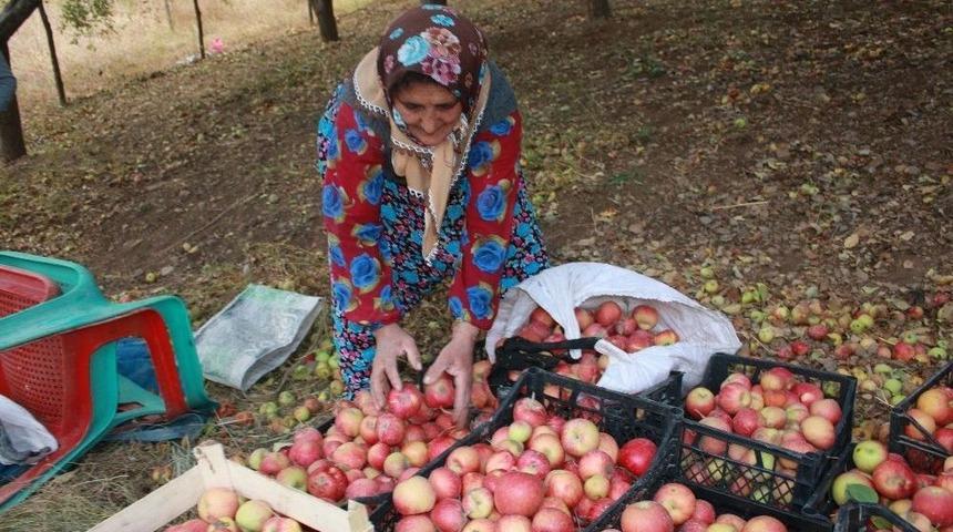 Beyt&uuml;şşebap&rsquo;ta Elma Hasadı Başladı