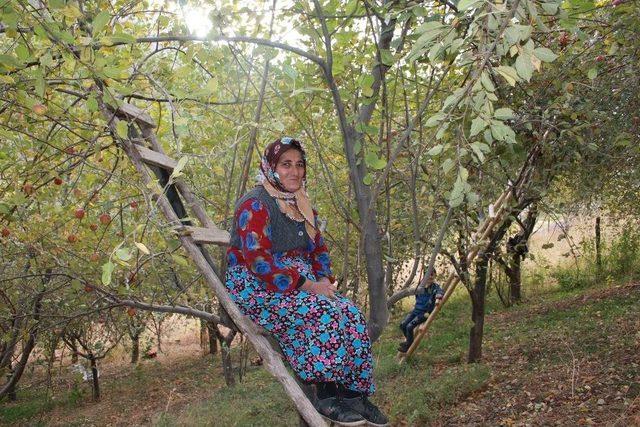 Beytüşşebap’ta Elma Hasadı Başladı