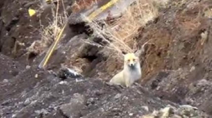 Paland&ouml;ken&rsquo;de Sevimli Tilki İlgi Odağı Oldu