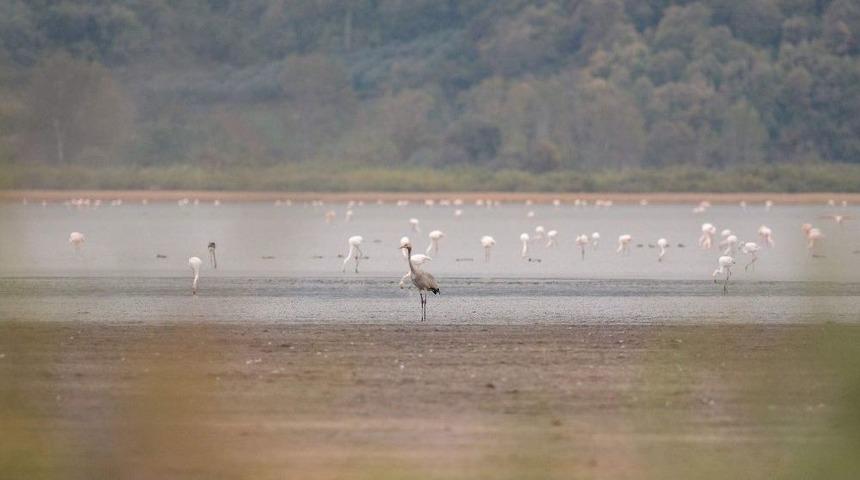 Rekortmen Turna 31 Saatte Bin 600 Kilometre Kanat &Ccedil;ırptı
