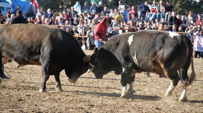 Boğalar Okul Yararına G&uuml;reşti