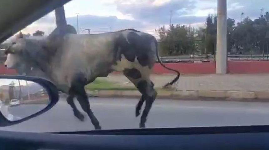 Brezilya’dan Getirilen Angus Limandan Kaçtı