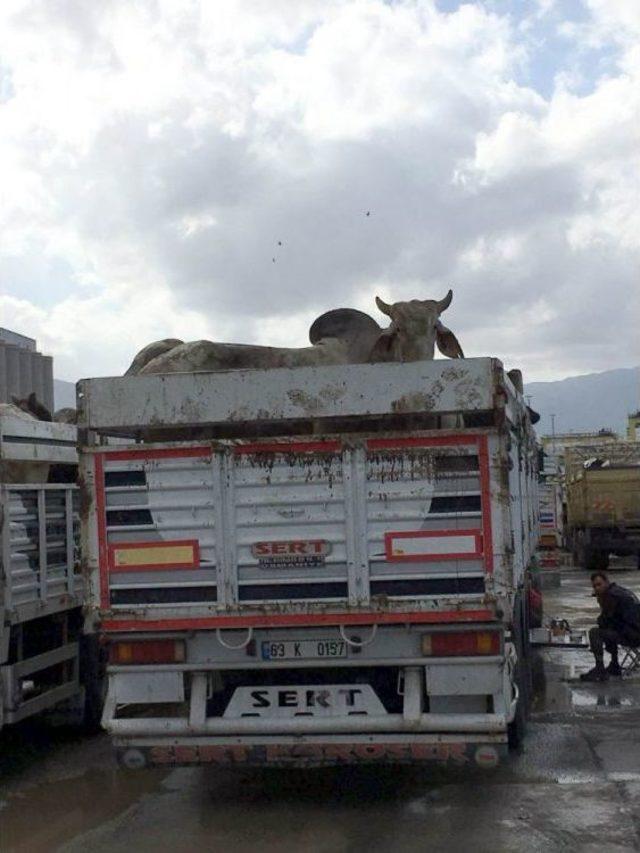 Brezilya’dan Getirilen Angus Limandan Kaçtı