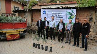 Büyükşehir’den Zeytinciliğe Destek