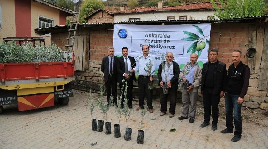 Büyükşehir’den Zeytinciliğe Destek