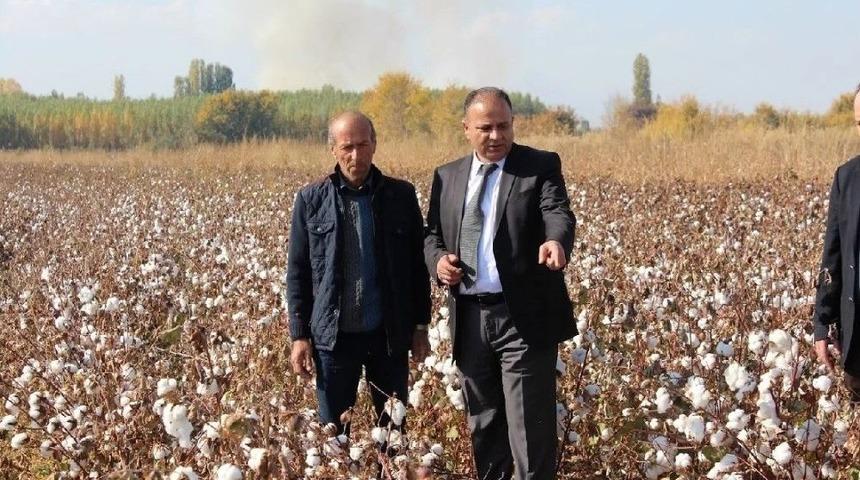 Iğdır&rsquo;da Pamuk Hasadı Başladı