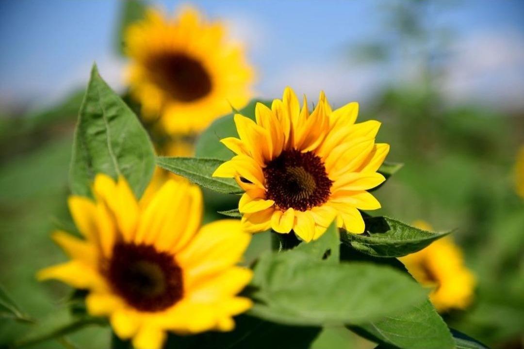 Adana&rsquo;dan Hollanda&rsquo;ya 2.5 Milyon Dal &Ccedil;i&ccedil;ek