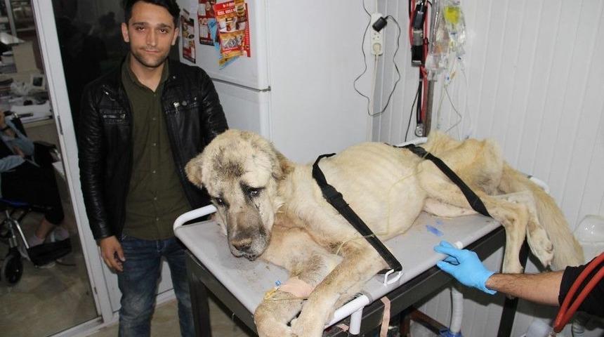 Ölmek Üzereyken Bulunan ’şanslı’ Kurtarılamadı