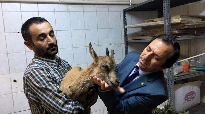 Vatandaşların Bulduğu Dağ Keçisi Tedavi Altına Alındı