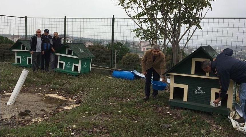 Darıca&rsquo;da Sokak Hayvanlarına &Ouml;zel &Ccedil;alışma
