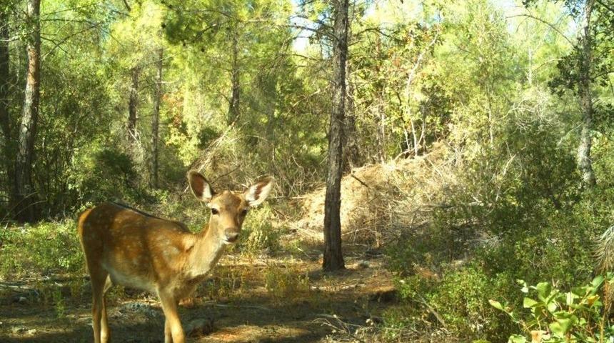 Sd&uuml;&rsquo;den &ldquo;alageyik Habitatı&rdquo; Koruma Hamlesi