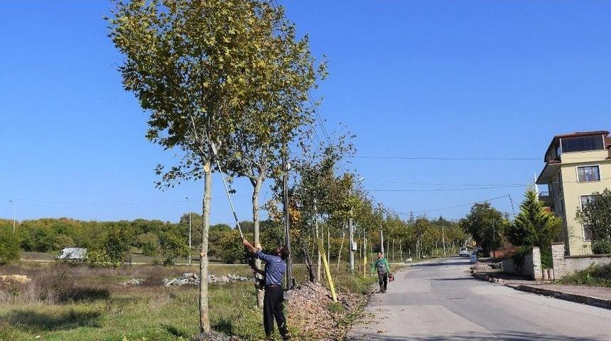 Başiskele&rsquo;de Ağa&ccedil;lara Periyodik Bakım Yapıldı