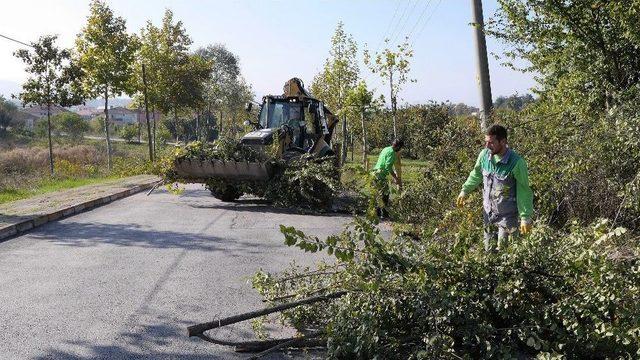 Başiskele’de Ağaçlara Periyodik Bakım Yapıldı