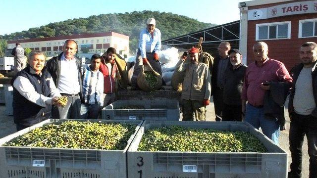 Zeytinde Yüksek Verim Ve Kalite Üreticiyi Sevindirdi