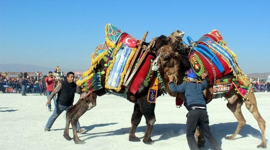 Mersinli Deve Güreşine Hazırlanıyor