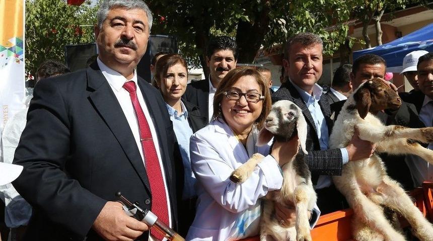 250 Bin K&uuml;&ccedil;&uuml;kbaş Hayvana Aşı