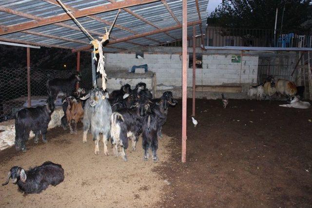 İçerisi Hayvanlarla Dolu Ahır Şiddetli Yağışa Dayanamadı