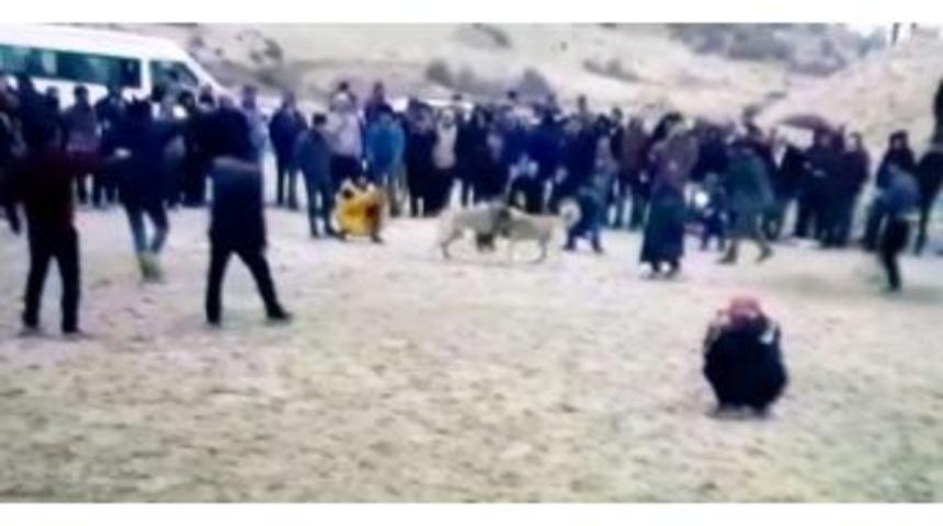 Besni&rsquo;de K&ouml;pek D&ouml;v&uuml;şt&uuml;r&uuml;p, Bahis Oynayanlara Baskın