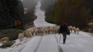 (özel Haber) Uludağ’a Kar Yağdı, Koyunların Zirve Kampı Erken Bitti