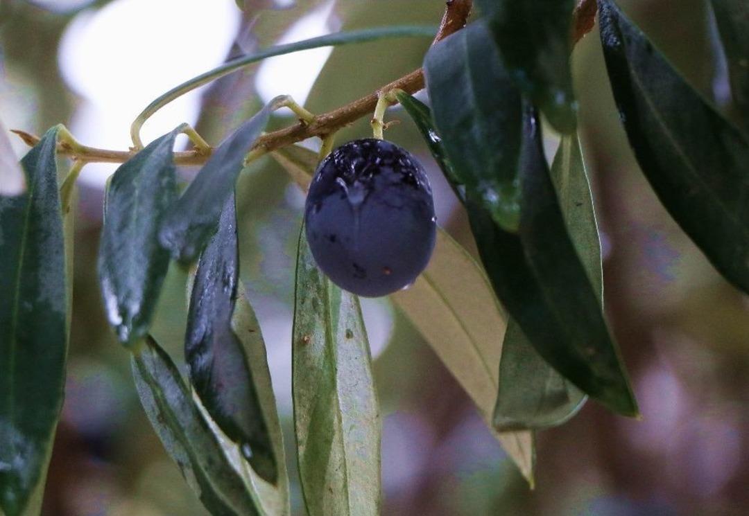 Kuraklık Sonrası Yağmur, Zeytine İla&ccedil; Gibi Geldi