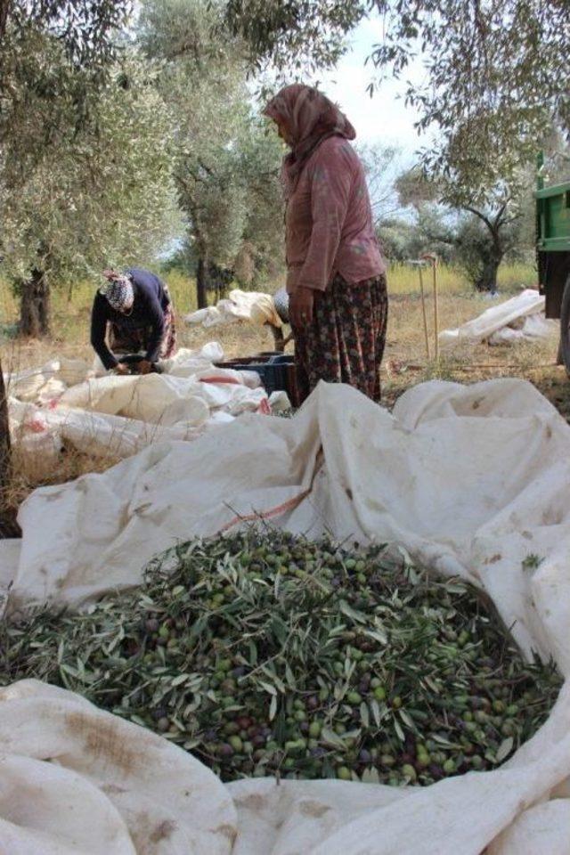 Yağışların Ardından Zeytin Hasadı Başladı