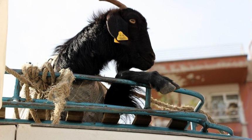 Ke&ccedil;ileri Ka&ccedil;ırtan Yolculuk