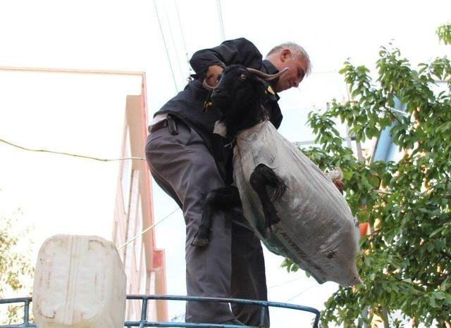 Keçileri Kaçırtan Yolculuk