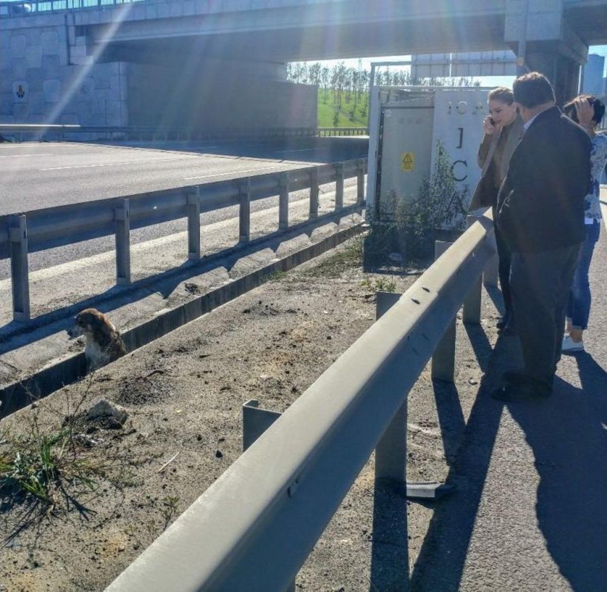 (&ouml;zel)gen&ccedil; Kadın G&ouml;zyaşlarıyla Yaralı K&ouml;peğin Yardımına Koştu