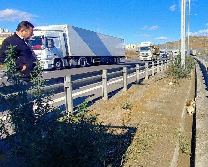 (özel)genç Kadın Gözyaşlarıyla Yaralı Köpeğin Yardımına Koştu G5