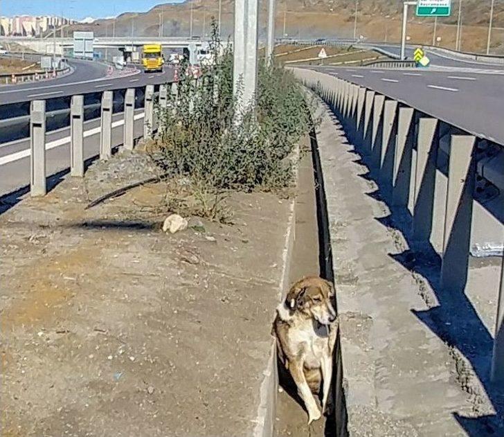 (özel)genç Kadın Gözyaşlarıyla Yaralı Köpeğin Yardımına Koştu G1