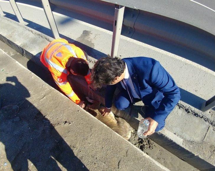 (özel)genç Kadın Gözyaşlarıyla Yaralı Köpeğin Yardımına Koştu G2