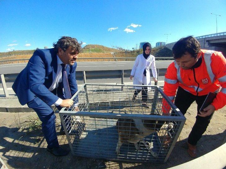 (özel)genç Kadın Gözyaşlarıyla Yaralı Köpeğin Yardımına Koştu G3