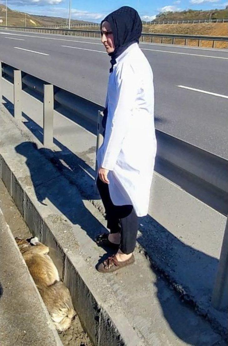 (özel)genç Kadın Gözyaşlarıyla Yaralı Köpeğin Yardımına Koştu G4