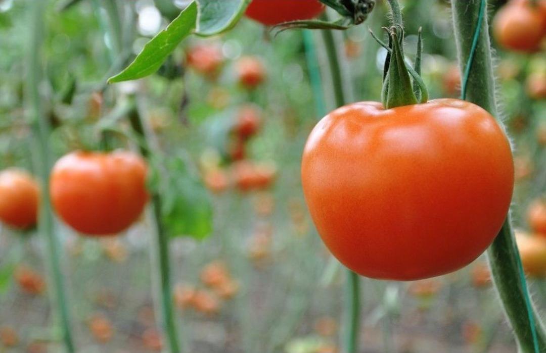 Rusya Kapısını 50 Bin Ton T&uuml;rk Domatesi İ&ccedil;in A&ccedil;ıyor