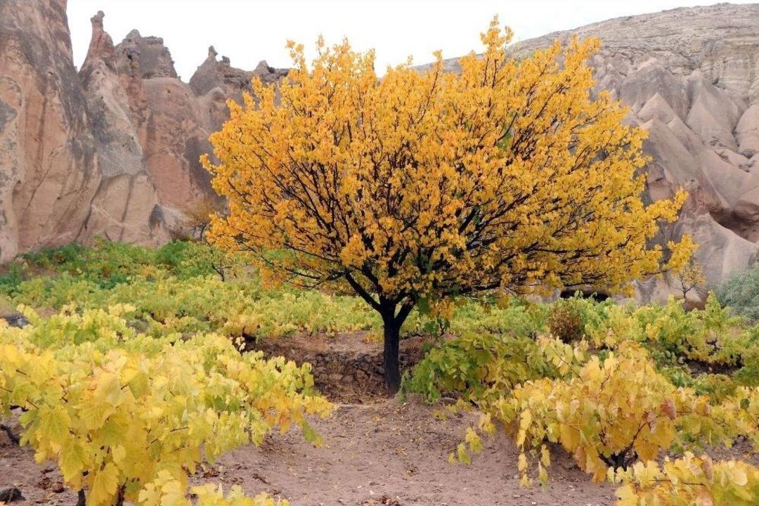 Kapadokya&rsquo;da Sonbahar G&uuml;zelliği