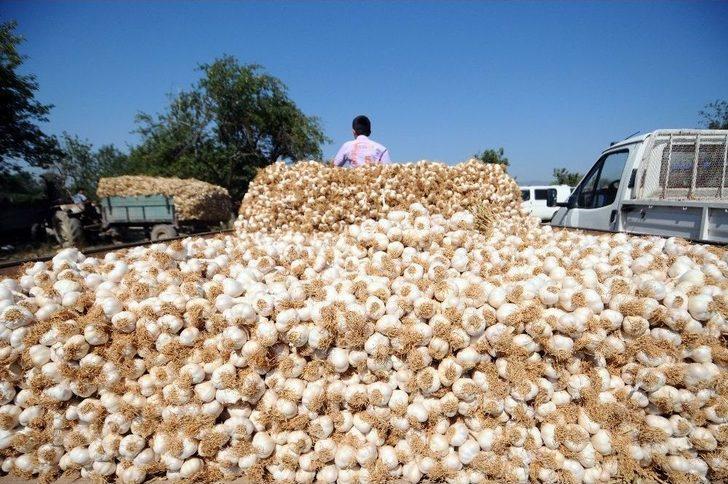 (özel Haber) Taşköprü Sarımsağında Fiyat Tartışması G1