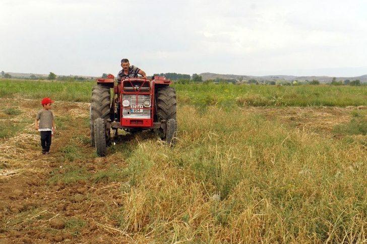 (özel Haber) Taşköprü Sarımsağında Fiyat Tartışması G3