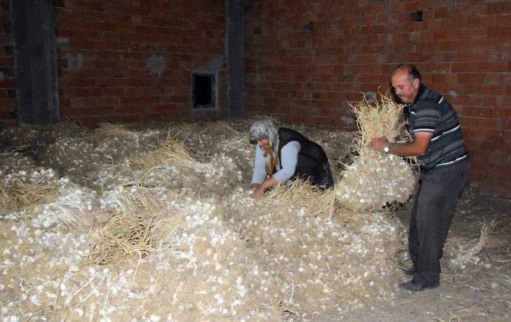 (özel Haber) Taşköprü Sarımsağında Fiyat Tartışması G4