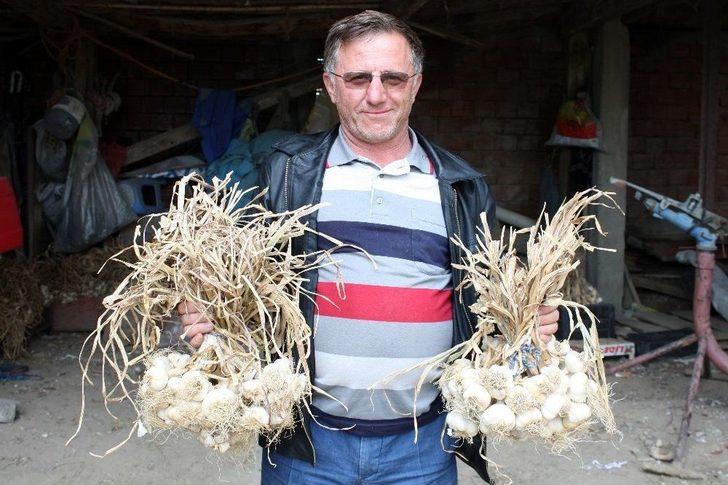 (özel Haber) Taşköprü Sarımsağında Fiyat Tartışması G5