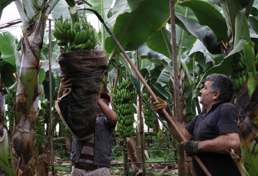 Anamur, T&uuml;rkiye&rsquo;nin Muz İhtiyacına Yetişemiyor