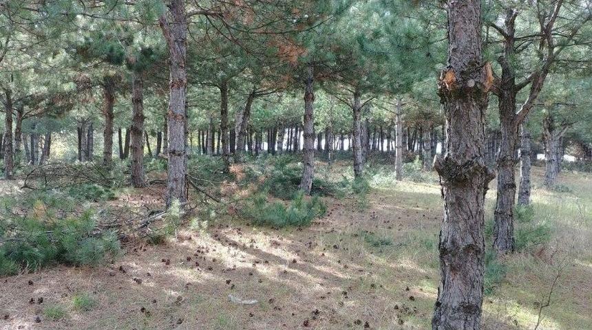 &Ccedil;amlık Piknik Alanına &Ccedil;evre D&uuml;zenlemesi