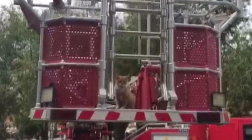 Elazığ&rsquo;da Kedi Kurtarma Operasyonu