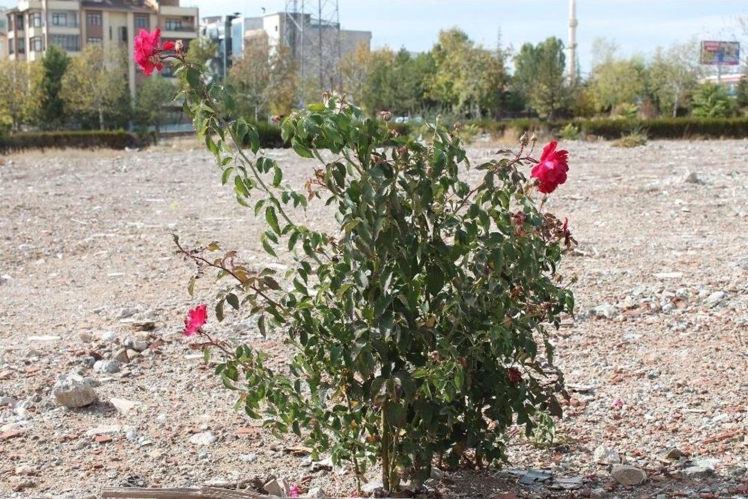 3 Şehit Verilen Yerde 3 G&uuml;l A&ccedil;tı