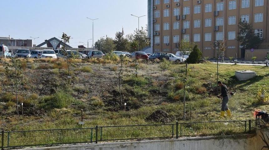 Yunusemre Belediyesinden Mcb&uuml; Tıp Fak&uuml;ltesi Bah&ccedil;esinde &Ccedil;alışma