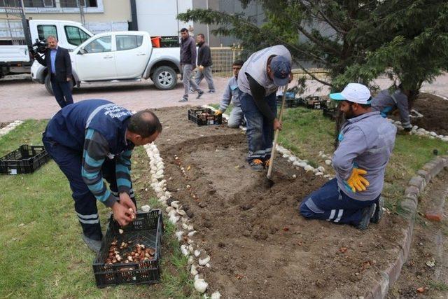 Melikgazi 40 Bin Adet Lale Soğanı Aldı